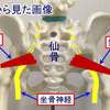 梨状筋解剖